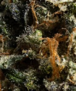 Acheter Juicy J - Variété Hybride Exotique