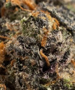 Permanent Marker - Variété Indica Exotique (26.8% THC)