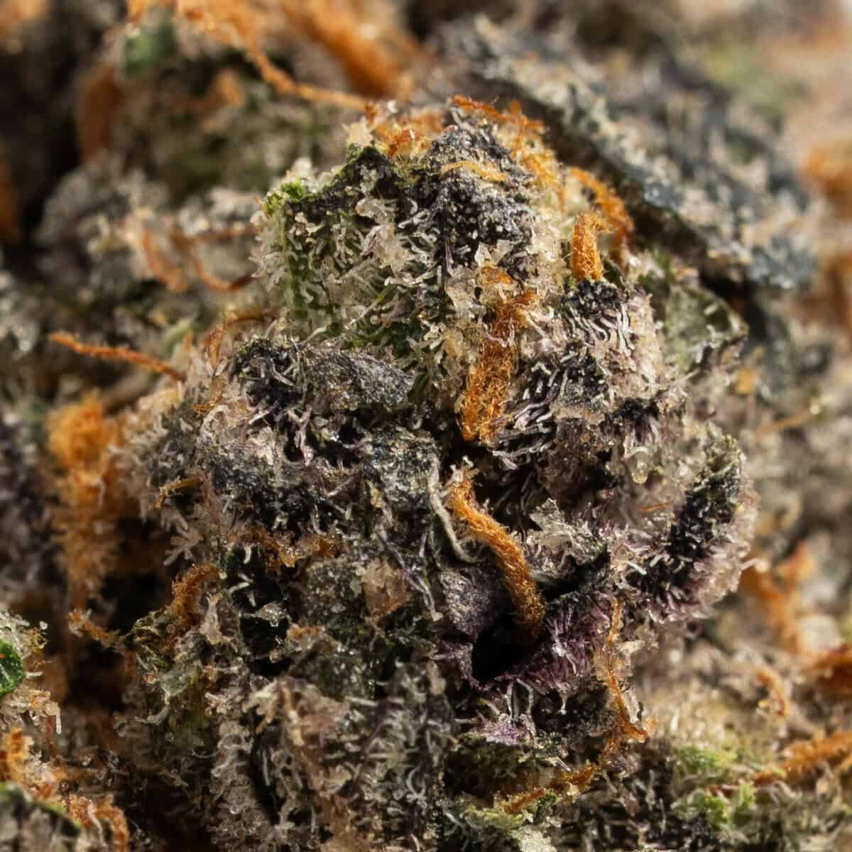 Permanent Marker - Variété Indica Exotique (26.8% THC)